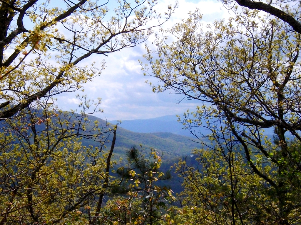 View from the 'driveway' where I rented on arrival in North Carolina